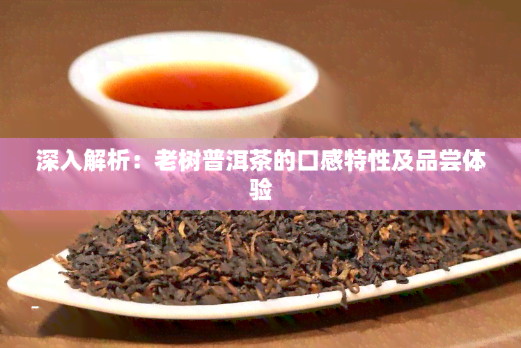 深入解析：老树普洱茶的口感特性及品尝体验