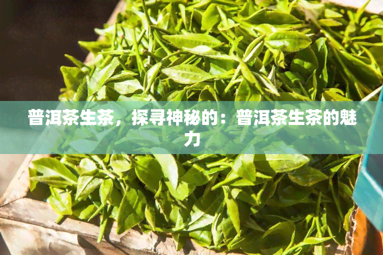 普洱茶生茶，探寻神秘的：普洱茶生茶的魅力