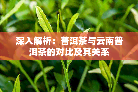 深入解析：普洱茶与云南普洱茶的对比及其关系