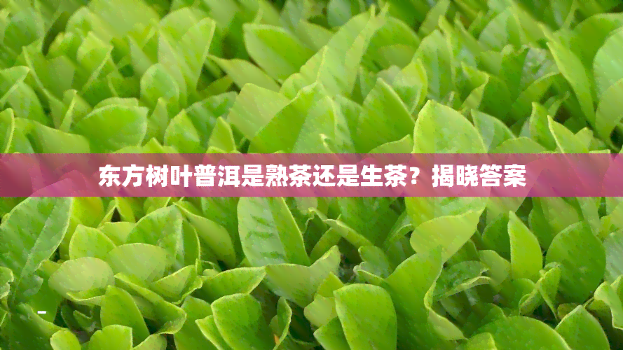 东方树叶普洱是熟茶还是生茶？揭晓答案