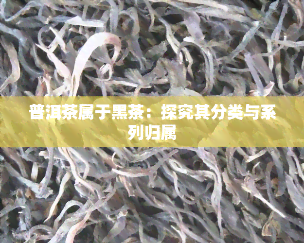 普洱茶属于黑茶：探究其分类与系列归属