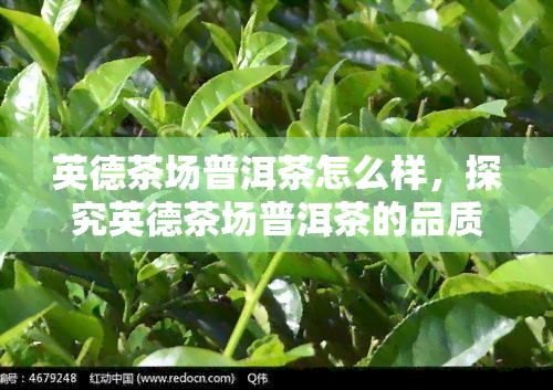 英德茶场普洱茶怎么样，探究英德茶场普洱茶的品质与口感，一探究竟！