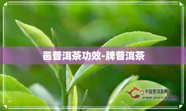 邑普洱茶功效-牌普洱茶