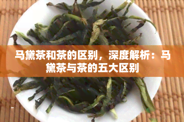 马黛茶和茶的区别，深度解析：马黛茶与茶的五大区别