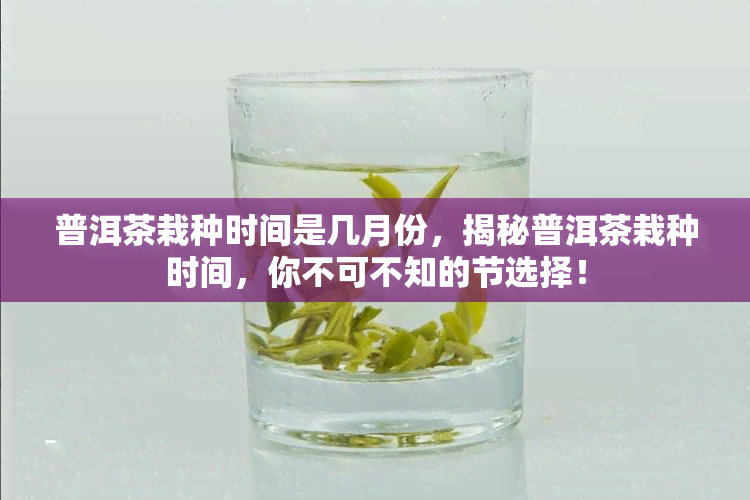 普洱茶栽种时间是几月份，揭秘普洱茶栽种时间，你不可不知的节选择！