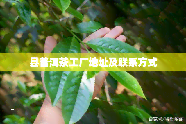 县普洱茶工厂地址及联系方式