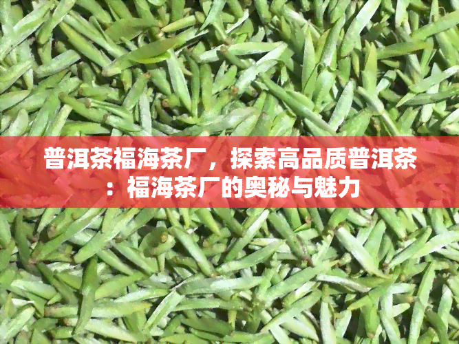 普洱茶福海茶厂，探索高品质普洱茶：福海茶厂的奥秘与魅力