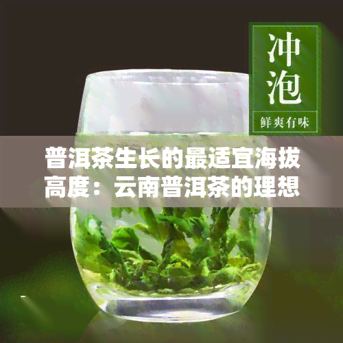 普洱茶生长的最适宜海拔高度：云南普洱茶的理想种植地