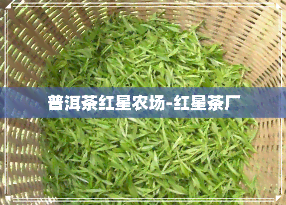 普洱茶红星农场-红星茶厂