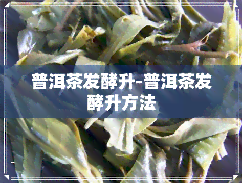 普洱茶发酵升-普洱茶发酵升方法