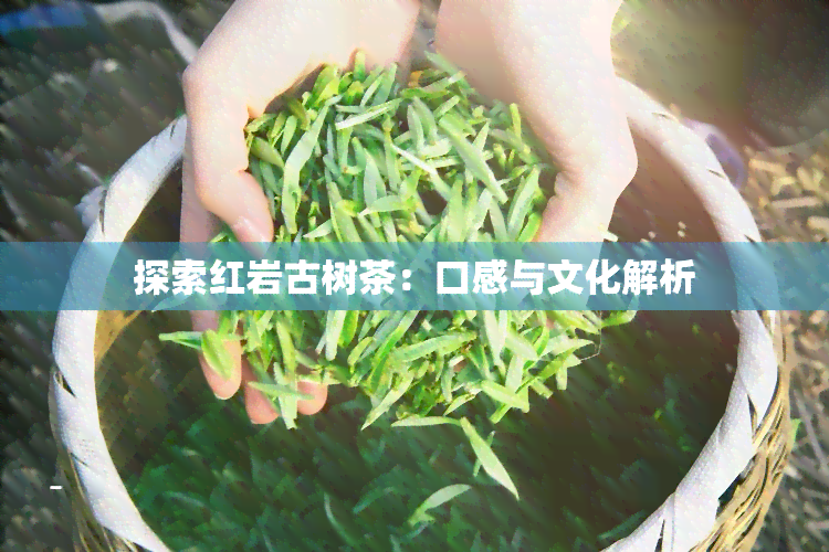 探索红岩古树茶：口感与文化解析