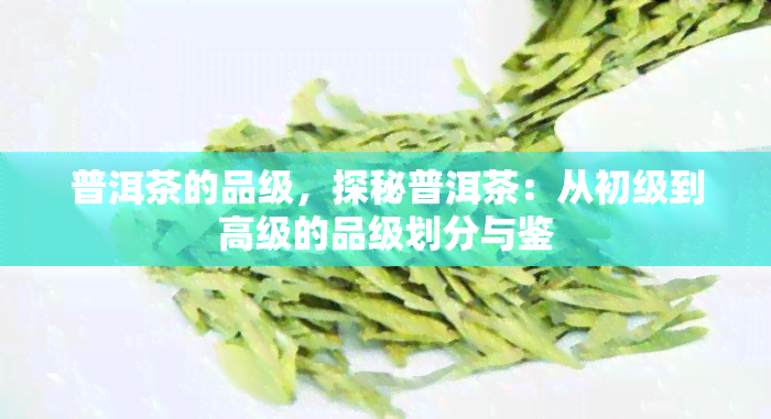 普洱茶的品级，探秘普洱茶：从初级到高级的品级划分与鉴