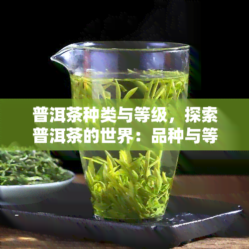 普洱茶种类与等级，探索普洱茶的世界：品种与等级的全面解析