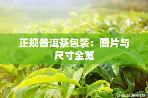 正规普洱茶包装：图片与尺寸全览