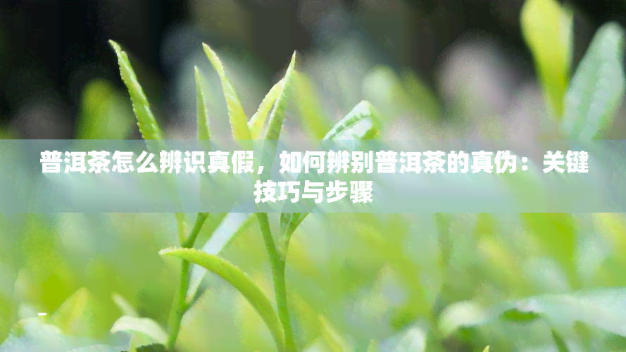 普洱茶怎么辨识真假，如何辨别普洱茶的真伪：关键技巧与步骤