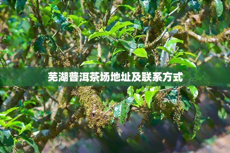 芜湖普洱茶场地址及联系方式