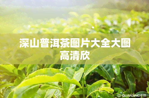 深山普洱茶图片大全大图高清欣