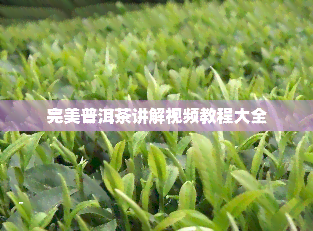 完美普洱茶讲解视频教程大全