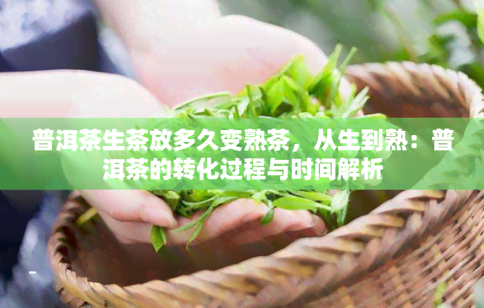 普洱茶生茶放多久变熟茶，从生到熟：普洱茶的转化过程与时间解析