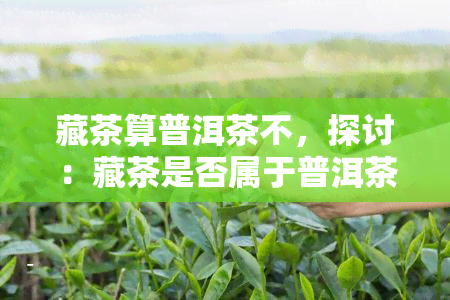 藏茶算普洱茶不，探讨：藏茶是否属于普洱茶？