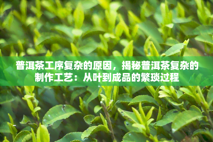 普洱茶工序复杂的原因，揭秘普洱茶复杂的制作工艺：从叶到成品的繁琐过程