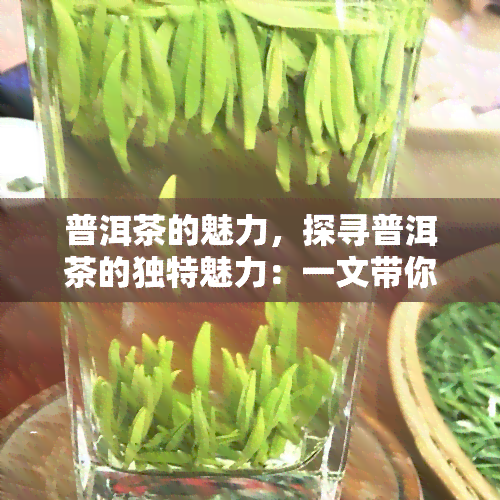 普洱茶的魅力，探寻普洱茶的独特魅力：一文带你领略其韵味与功效