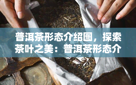 普洱茶形态介绍图，探索茶叶之美：普洱茶形态介绍图