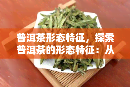 普洱茶形态特征，探索普洱茶的形态特征：从外观到口感的全面解析