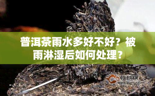 普洱茶雨水多好不好？被雨淋湿后如何处理？