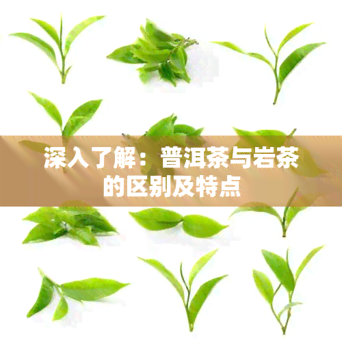 深入了解：普洱茶与岩茶的区别及特点