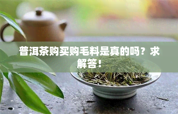 普洱茶购买购毛料是真的吗？求解答！