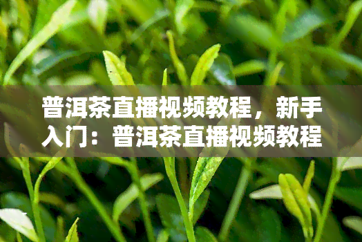 普洱茶直播视频教程，新手入门：普洱茶直播视频教程，让你轻松掌握泡茶技巧！