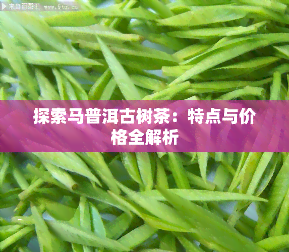 探索马普洱古树茶：特点与价格全解析