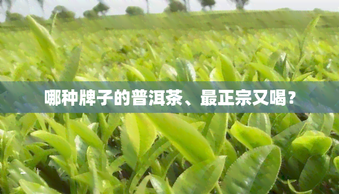 哪种牌子的普洱茶、最正宗又喝？