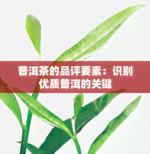 普洱茶的品评要素：识别优质普洱的关键