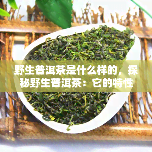 野生普洱茶是什么样的，探秘野生普洱茶：它的特性和外观是怎样的？