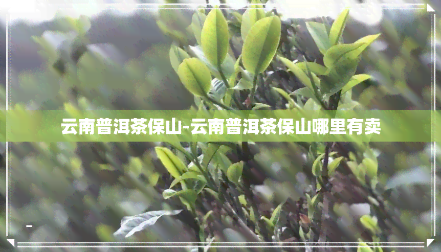 云南普洱茶保山-云南普洱茶保山哪里有卖