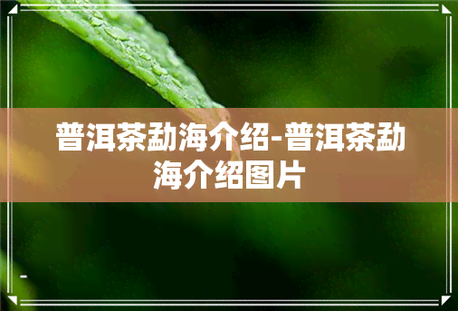 普洱茶勐海介绍-普洱茶勐海介绍图片