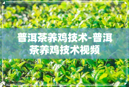 普洱茶养鸡技术-普洱茶养鸡技术视频