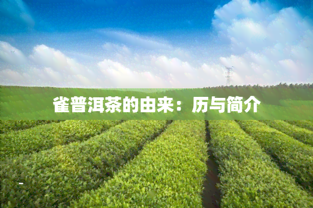 雀普洱茶的由来：历与简介