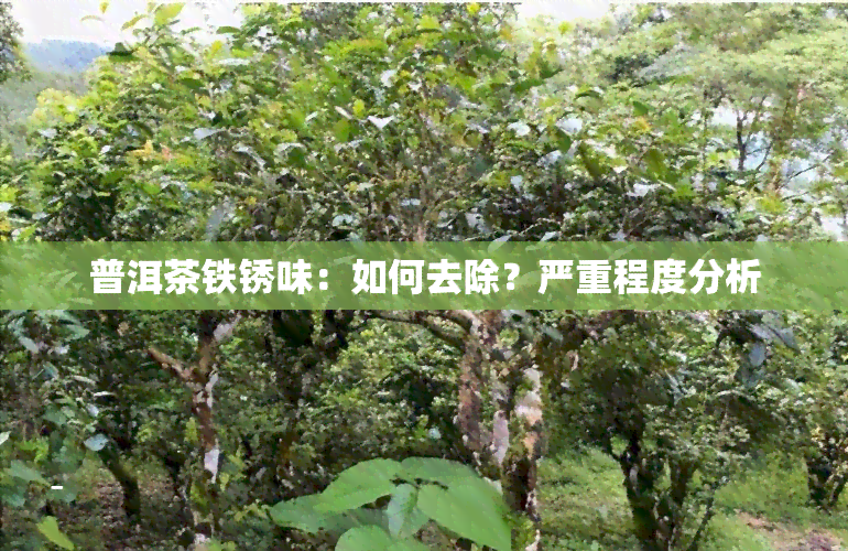 普洱茶铁锈味：如何去除？严重程度分析