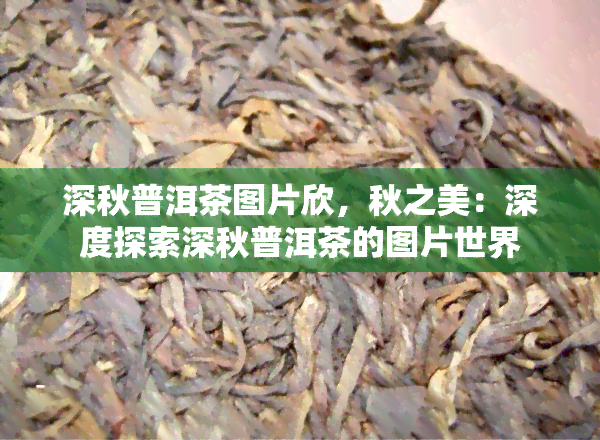 深秋普洱茶图片欣，秋之美：深度探索深秋普洱茶的图片世界