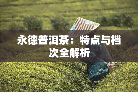 永德普洱茶：特点与档次全解析