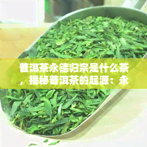 普洱茶永德归宗是什么茶，揭秘普洱茶的起源：永德归宗，探寻其独特魅力