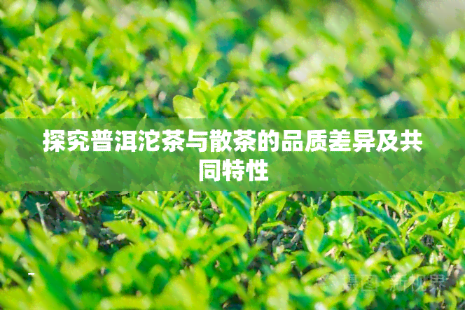 探究普洱沱茶与散茶的品质差异及共同特性