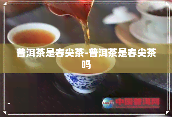 普洱茶是春尖茶-普洱茶是春尖茶吗