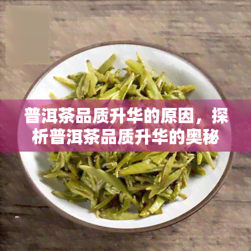 普洱茶品质升华的原因，探析普洱茶品质升华的奥秘