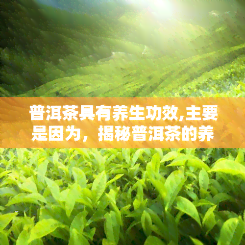 普洱茶具有养生功效,主要是因为，揭秘普洱茶的养生功效：主要原因是什么？