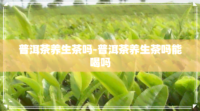 普洱茶养生茶吗-普洱茶养生茶吗能喝吗