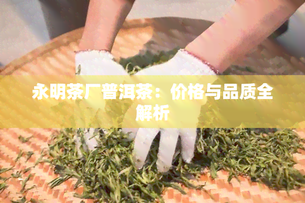 永明茶厂普洱茶：价格与品质全解析